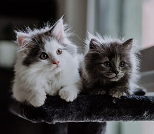 Snowball and Sally are available for adoption at Pets to Go